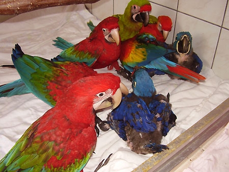 Top Quality Pet Parrot Birds on sale