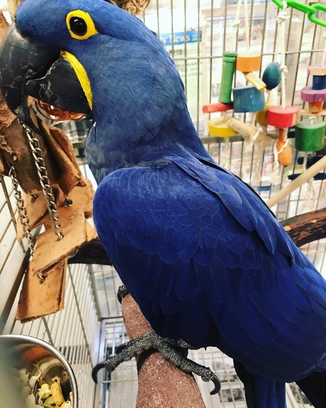 lucky Pair of Blue and Gold Macaw’s