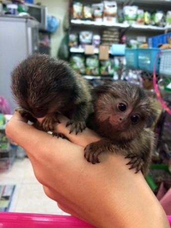 Cute  male and female marmoset monkeys for 