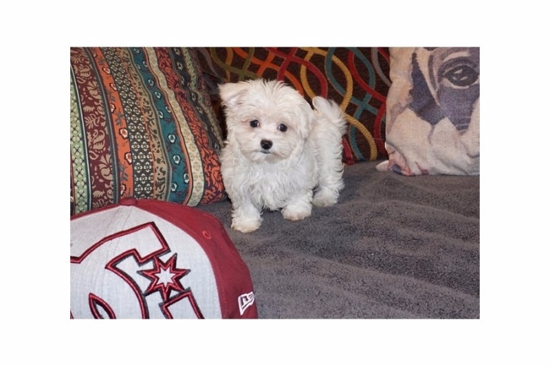 Adorable Maltese puppies for re-homing 