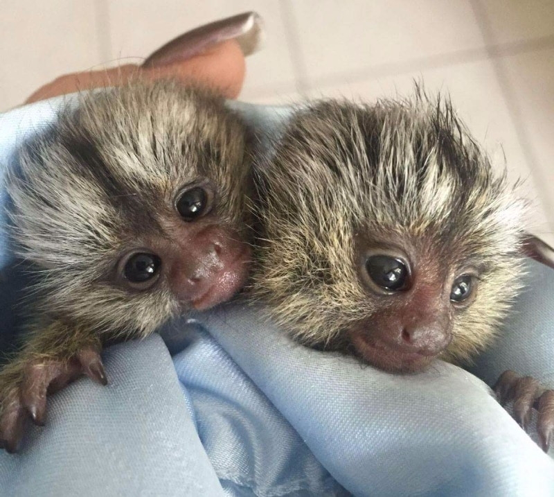 Practical finger marmoset monkeys