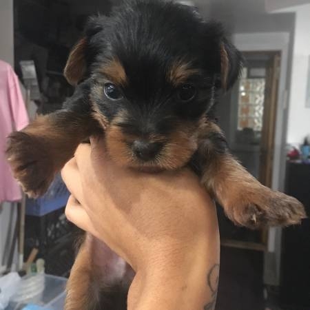 One tiny Yorkshire terrier pup left 
