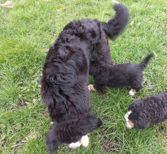 Cute and happy bernese mountain dog puppies