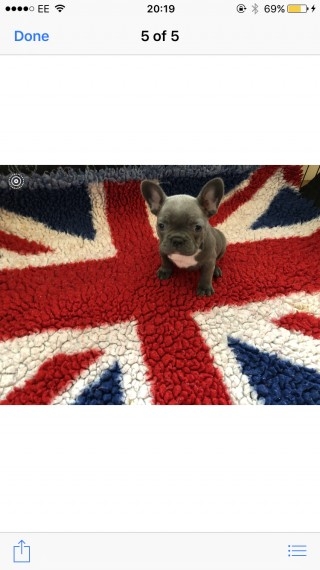 Reliable M/F French bulldog Text (443) 563-1239