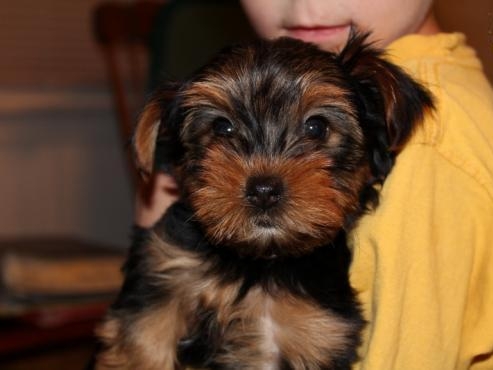 AKC Yorkshire Terrier Puppy 9123350747