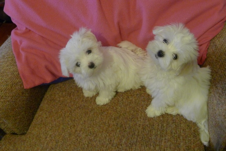 Looking for a Sweet White Male/Female Maltese
