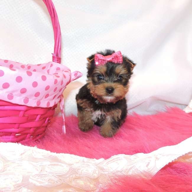 Cute Yorkie Puppy For Sale